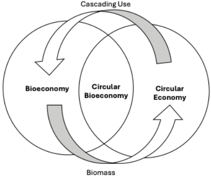 The Concept of Circular Bioeconomy: Origin, Evolution and Perspectives ...