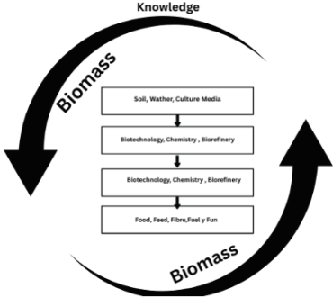 The Concept of Circular Bioeconomy: Origin, Evolution and Perspectives ...