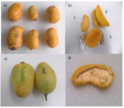 Parthenocarpic and Stenospermocarpic Mango Fruits: A Review of Possible ...