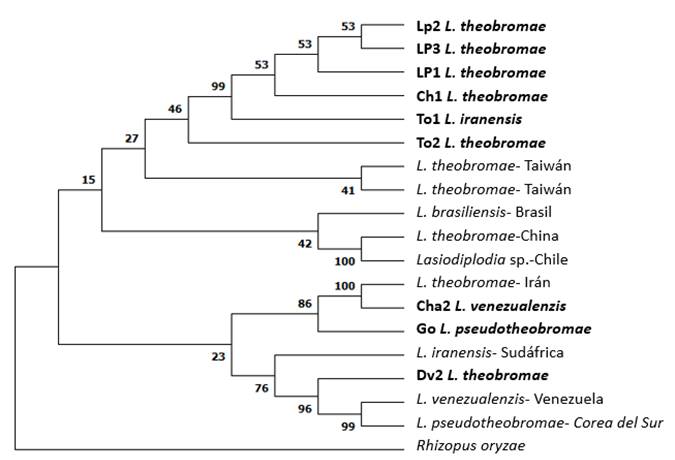 Lasiodiplodia theobromae causal agent of branch dieback in soursop ...