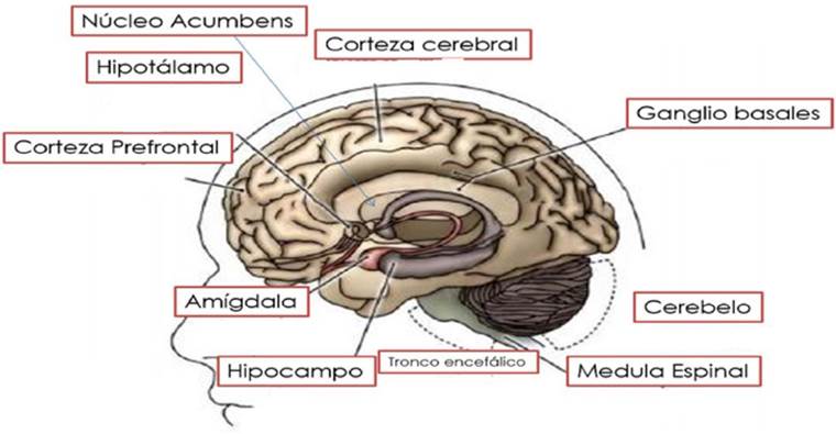 Anandamida, el endocannabinoide que nos hace felices