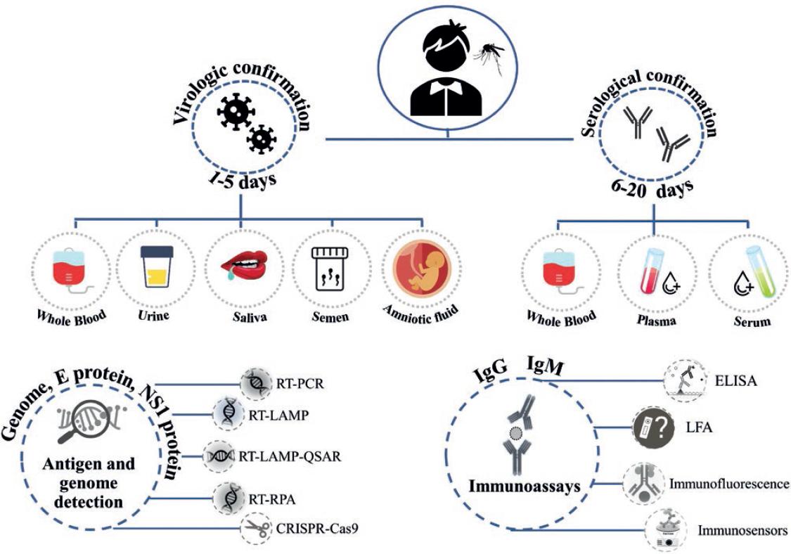Zika Testing Algorithm Updating Zika Diagnostic Methods: The Point-of-Care Approach
