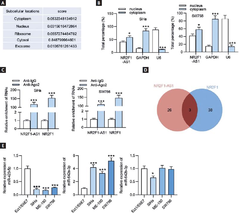 LncRNA NR2F1-AS1 Inhibits the Malignant Properties of Cervical Cancer ...
