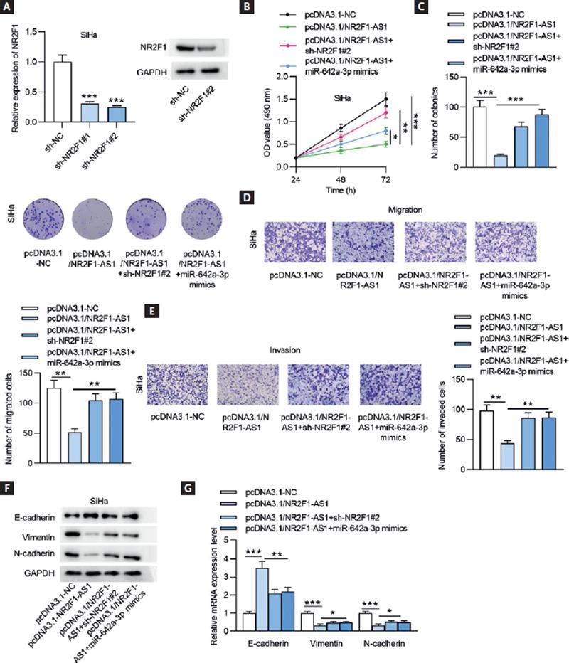 LncRNA NR2F1-AS1 Inhibits the Malignant Properties of Cervical Cancer ...