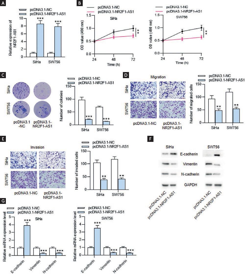 LncRNA NR2F1-AS1 Inhibits the Malignant Properties of Cervical Cancer ...