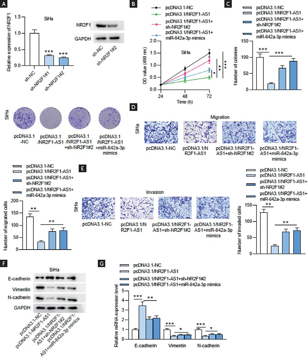 LncRNA NR2F1-AS1 Inhibits the Malignant Properties of Cervical Cancer ...