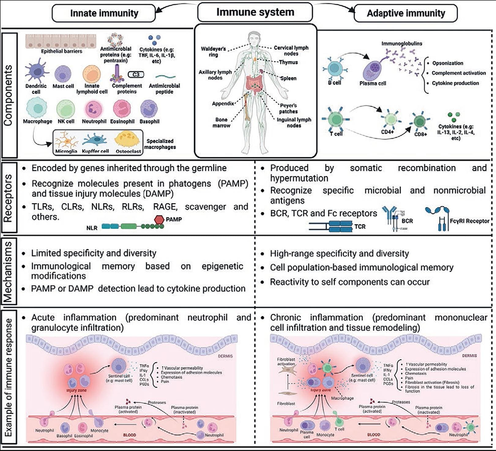 Adaptive Immune System Components