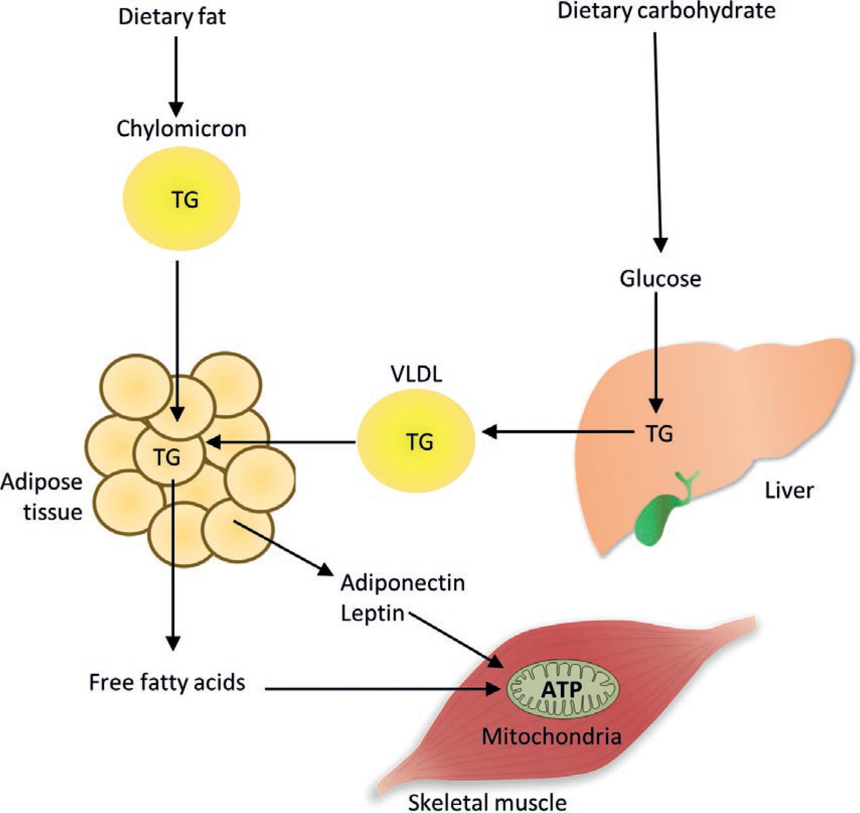 Adipose Tissue Fat