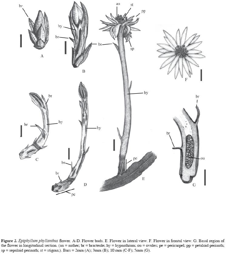 Flower morpho-anatomy in Epiphyllum phyllanthus (Cactaceae)
