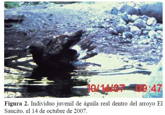 Avistamientos recientes de águila real (Aquila chrysaetos) en la sierra El  Mechudo, Baja California Sur, México