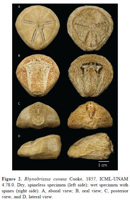 Nuevo registro del erizo irregular Rhynobrissus cuneus (Echinoidea ...
