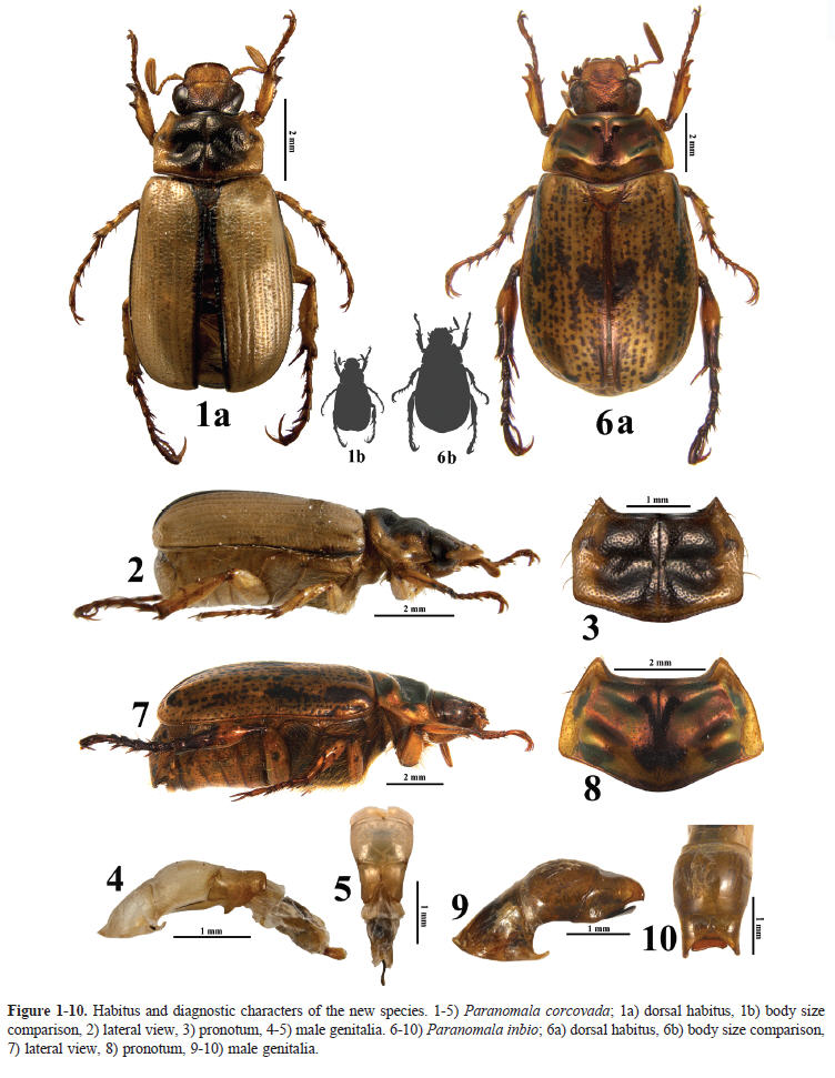 Two new species of Paranomala (Coleoptera: Melolonthidae: Rutelinae ...