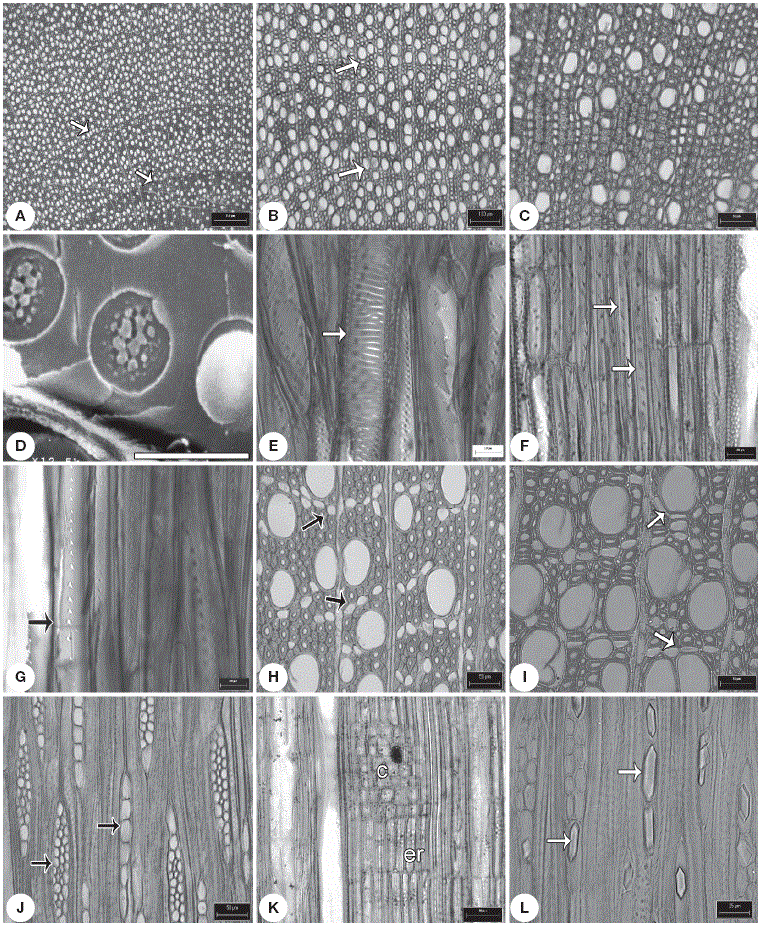 Madera y corteza de algunas Rubiaceae en México: similitud estructural
