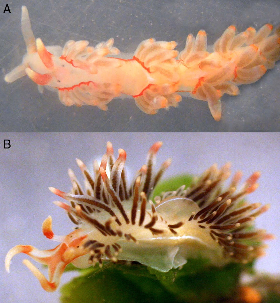 Nuevos registros de nudibranquios (Gastropoda: Nudipleura) en Veracruz