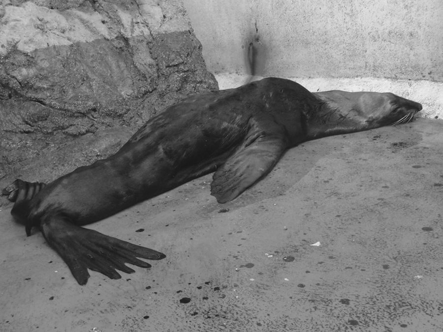 Mexico's fur seals are suffering from alopecia, International