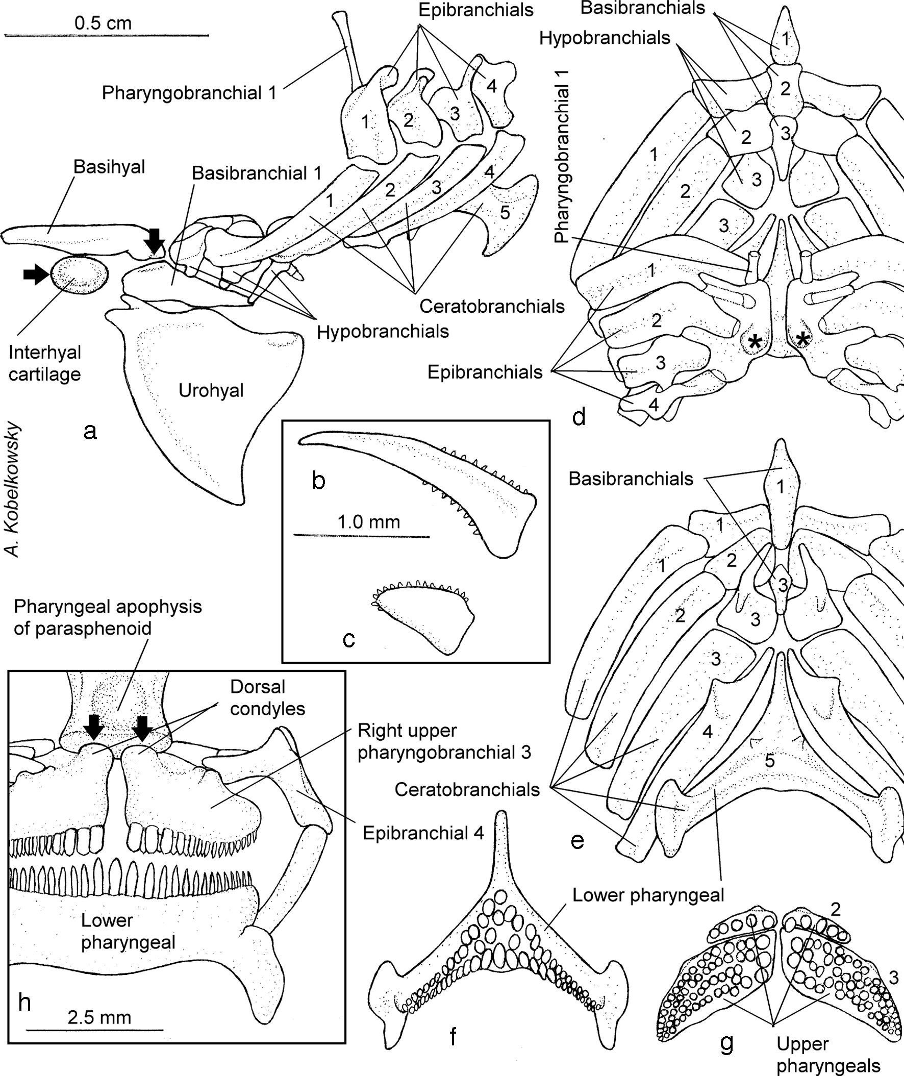 Subopercular Anatomical description of the Cortés damselfish Stegastes rectifraenum ...