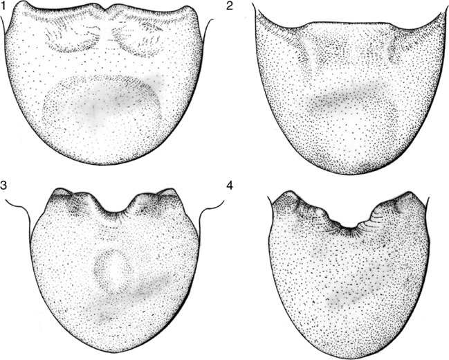 Three new species of neotropical Coreidae (Hemiptera: Heteroptera ...