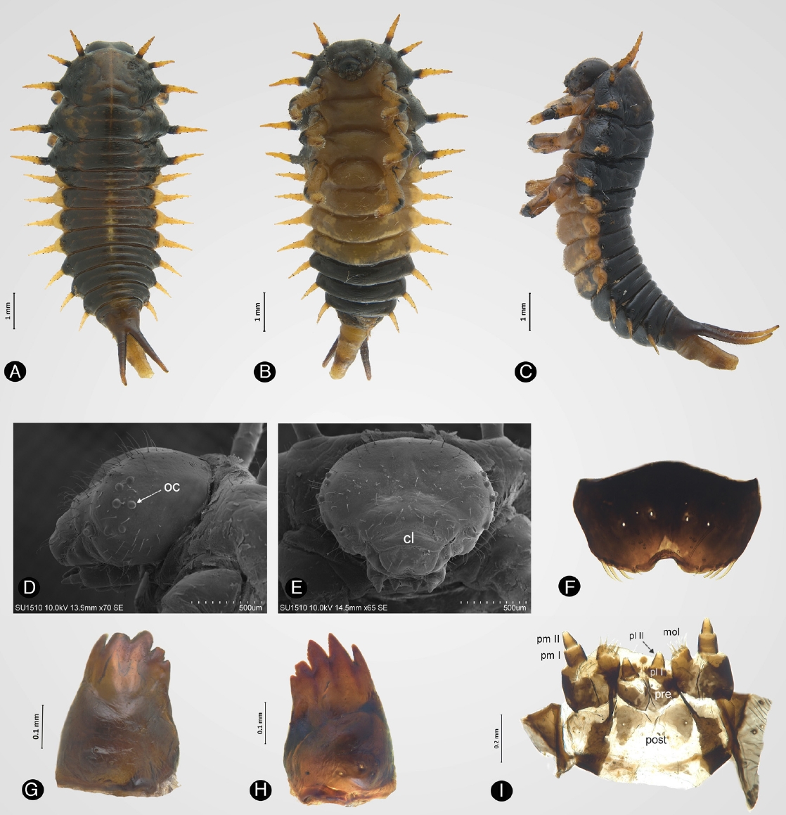 Scarabaeiform larva, zoology