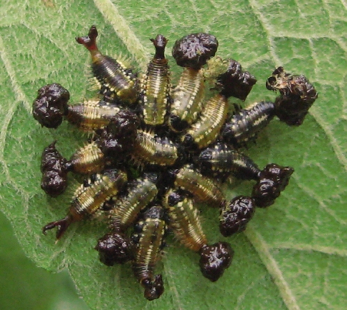 Scarabaeiform larva, zoology