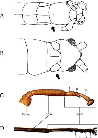 Lista de especies y clave ilustrada de los géneros de Phasmatodea ...