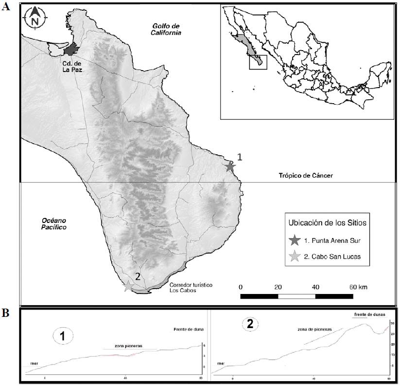 Una nueva Commelina de Baja California Sur, México