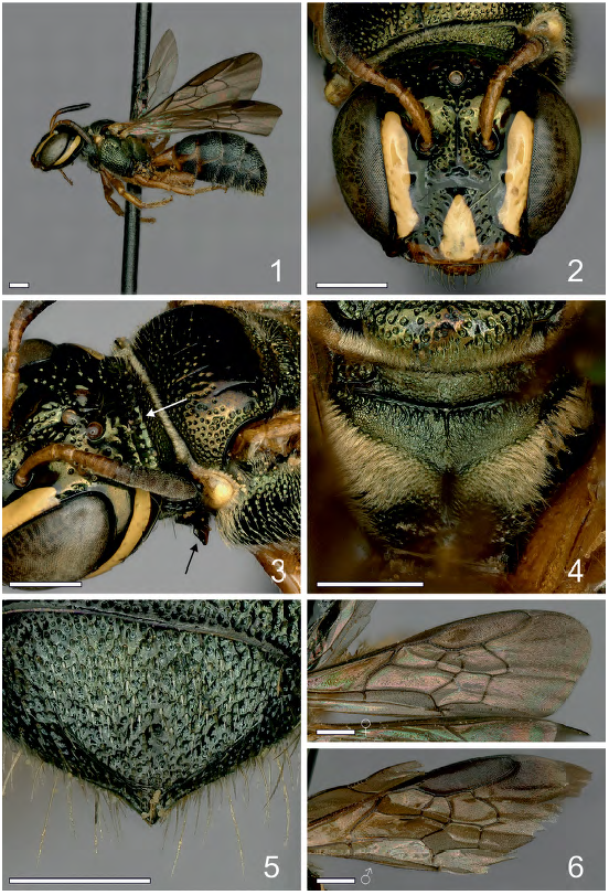 A new bee species of the subgenus Ceratina (Rhysoceratina) (Hymenoptera ...