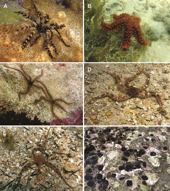 Current knowledge of echinoderms (Echinodermata) from the coast of ...