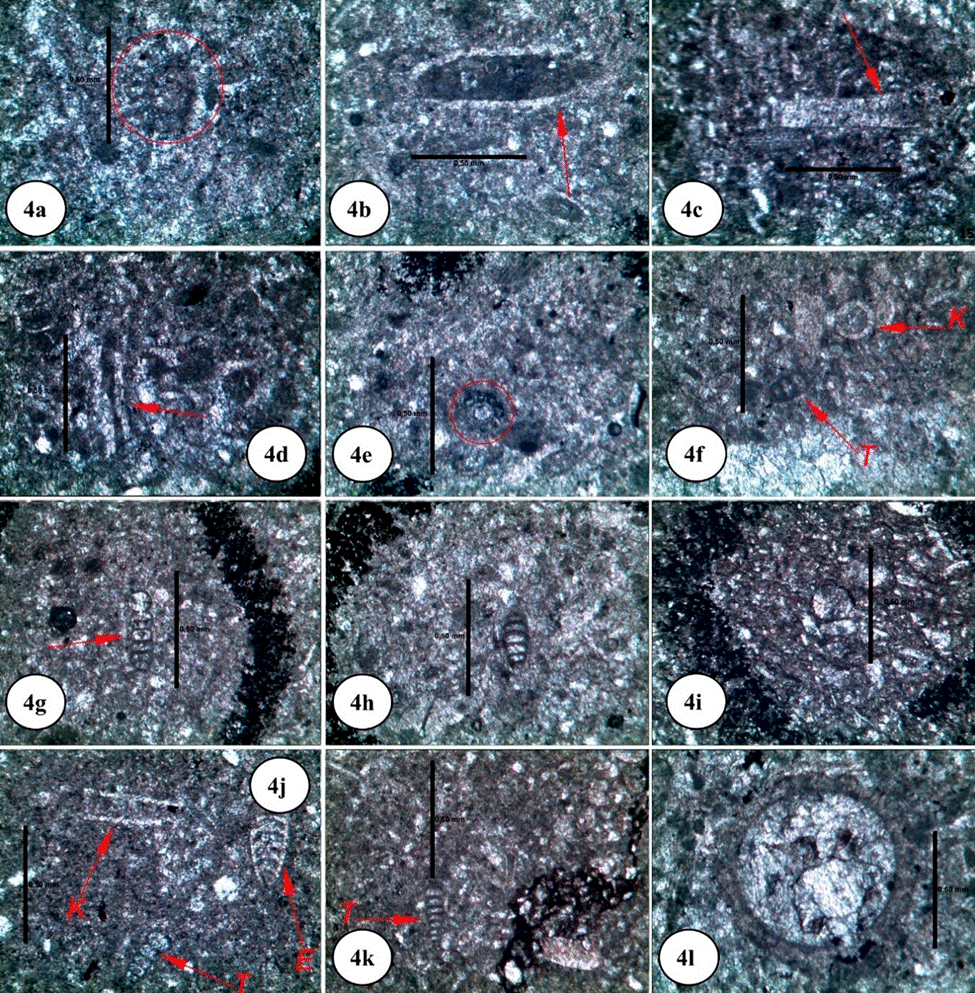 Bioestratigrafía del Devónico Superior y el Carbonífero Inferior ...