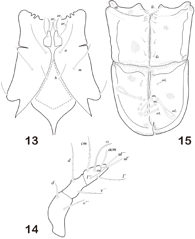 Aciculate Ptychoid mites Steganacaridae (Oribatida), redescriptions, new records ...