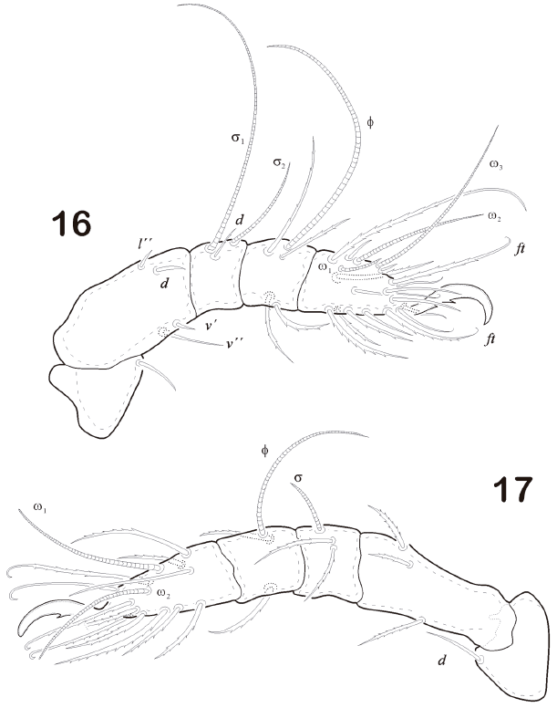 Ptychoid mites Steganacaridae (Oribatida), redescriptions, new records ...
