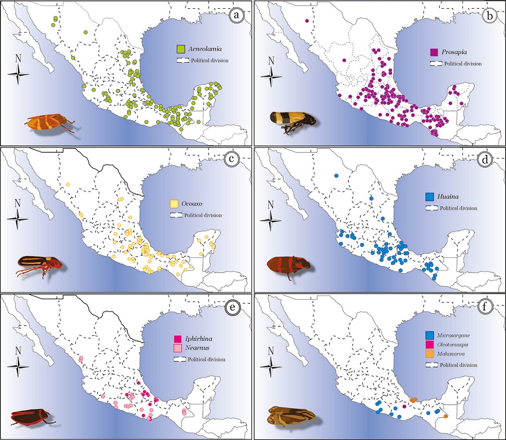 Overview of spittlebugs of the family Cercopidae (Hemiptera ...