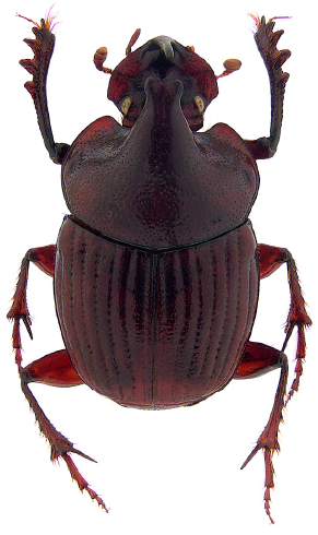 Protibiae A new species of the Onthophagus mirabilis species complex (Coleóptera ...