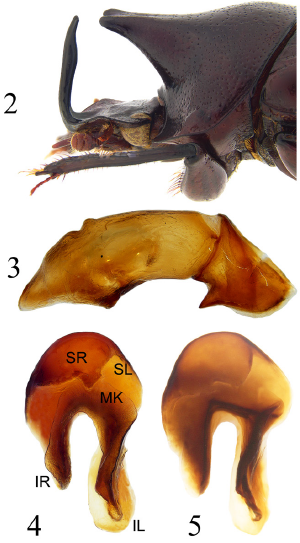 Protibiae A new species of the Onthophagus mirabilis species complex (Coleóptera ...