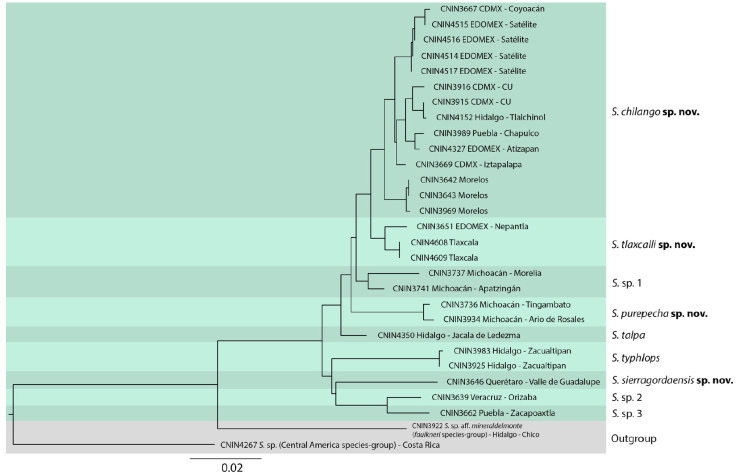 Taxonomic revision of the Stenopelmatus talpa species group (Orthoptera ...