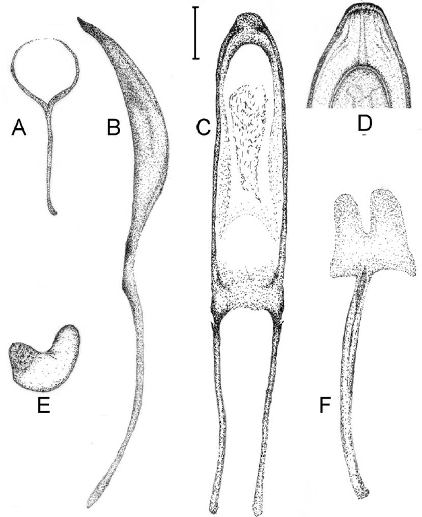 Protibiae A new species of Anthonomus (Coleoptera: Curculioninae: Anthonomini) in ...