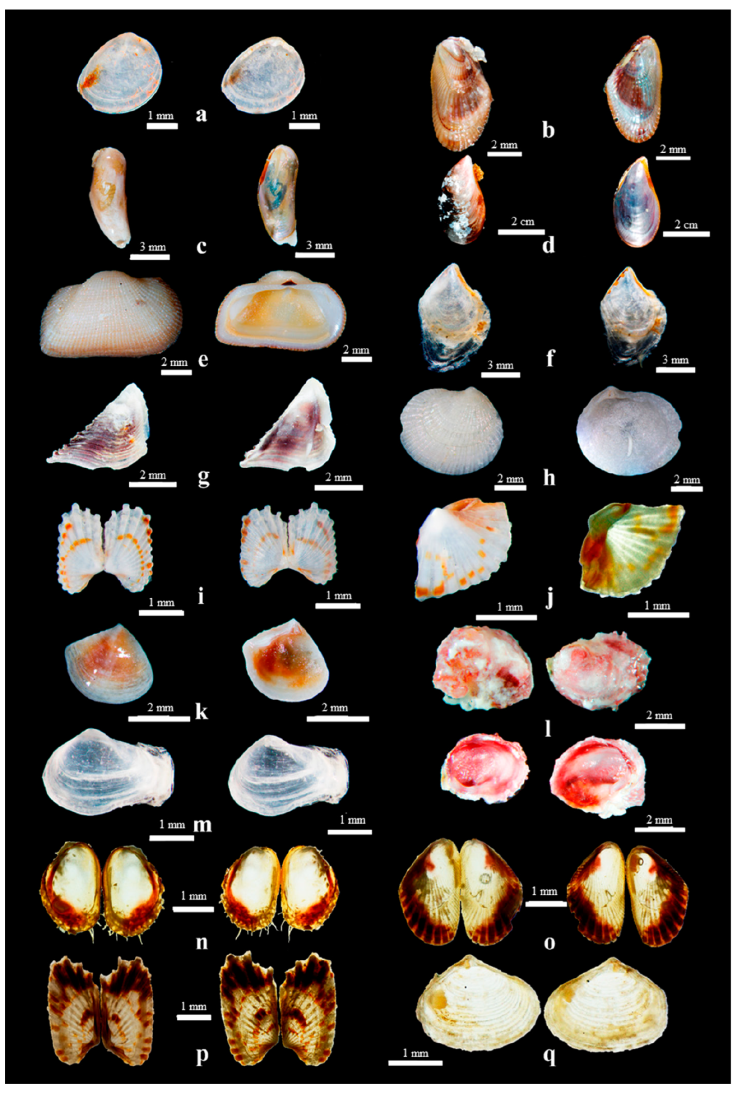 Estructura comunitaria de bivalvos (Mollusca: Bivalvia) asociados a ...