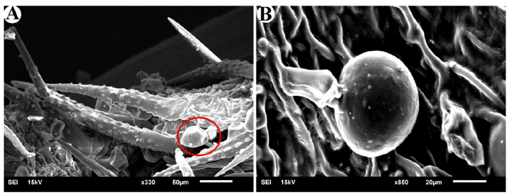 
						Glandular trichomes. A, Glandular trichomes (Icircled) next to
							non-glandular trichomes in Varronia bullata; B,
							glandular trichomes in Varronia guanacastensis.
					