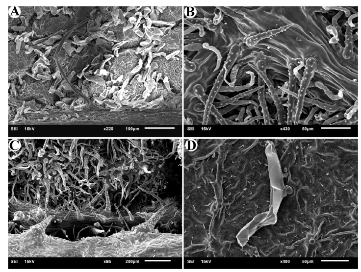 
						Non-glandular trichomes in studied species of
							Cordia. A, Abaxial surface in Cordia
								africana; B, abaxial surface in Cordia
								alliodora; C, abaxial surface in Cordia
								decandra; D, abaxial surface in Cordia
								myxa,
					