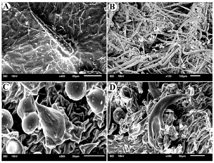 
						Non-glandular trichomes in studied species of
								Varronia. A, Adaxial surface in Varronia
								bullata; B, abaxial surface in Varronia
								bullata; C, adaxial surface in Varronia
								guanacastensis; D, abaxial surface in Varronia
								guanacastensis.
					