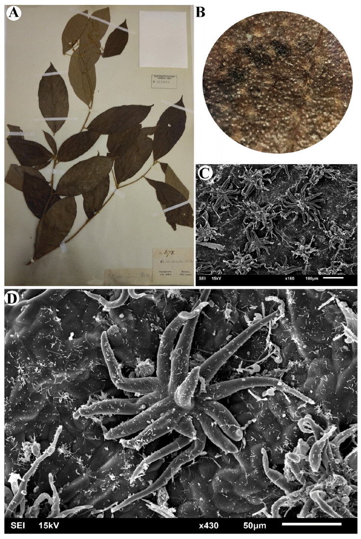 
						Stellate trichome in Cordia bicolor. A, studied
							specimen (W0010617); B, leaf surface visible with a normal magnification
							(X4); C, stellate trichomes are densely distributed on the leaf surface;
							D, stellate trichome with more than 10 arms.
					