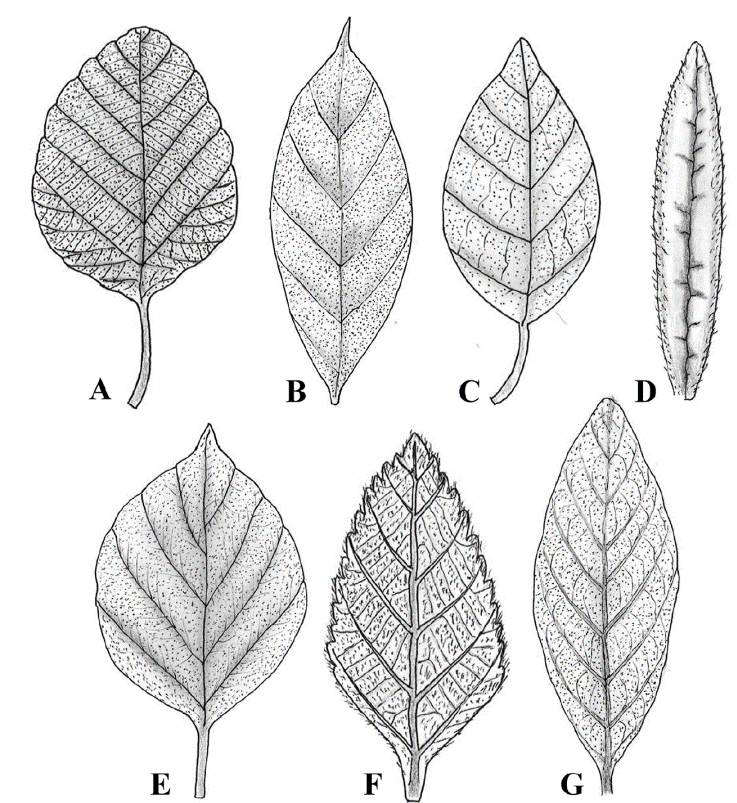 
						The distribution of trichomes on the adaxial leaf surface of the
							studied species of Cordiaceae. A, Cordia africana; B,
								Cordia alliodora; C, Cordia
								bicolor; D, Cordia decandra; E,
								Cordia myxa; F, Varronia bullata;
							G, Varronia guanacastensis.
					
