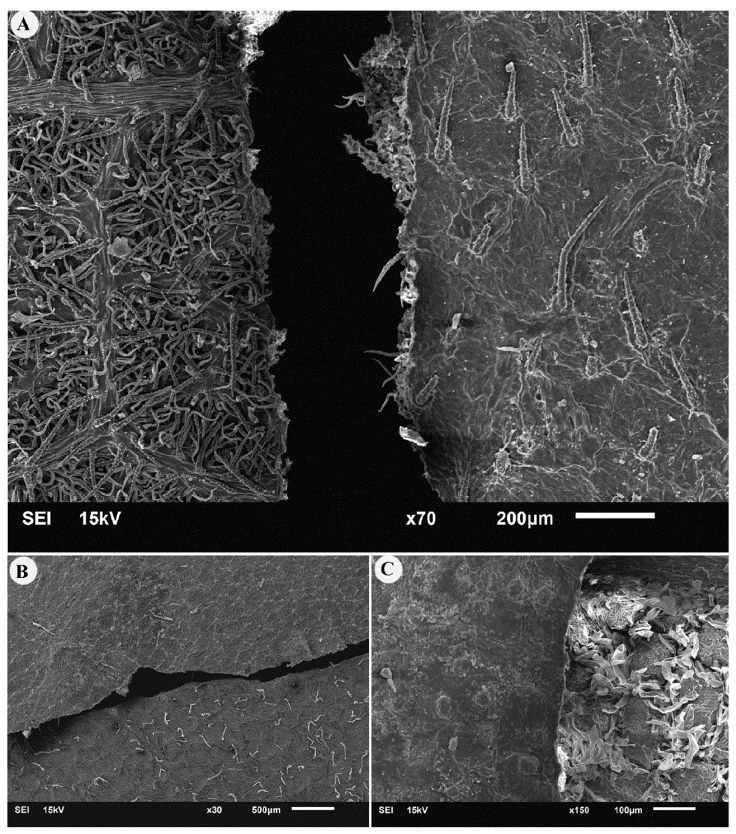 
						Differences in trichome distribution on adaxial and abaxial surfaces
							of some Cordia species. A, Cordia
								alliodora; B, Cordia myxa; C,
								Cordia africana.
					