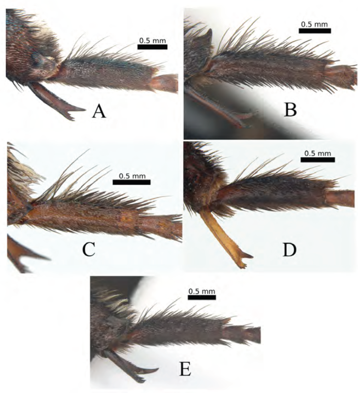 Taxonomic revision and distribution of the cleptoparasitic bee genus ...