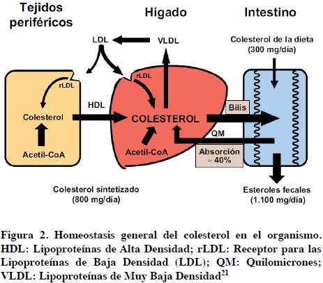 Establecen las vías de acción de los endocannabinoides sobre el metabolismo  de colesterol