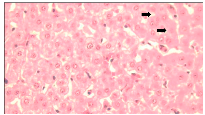 Preliminary study of ivermectin residues in bovine livers in the Bogota ...