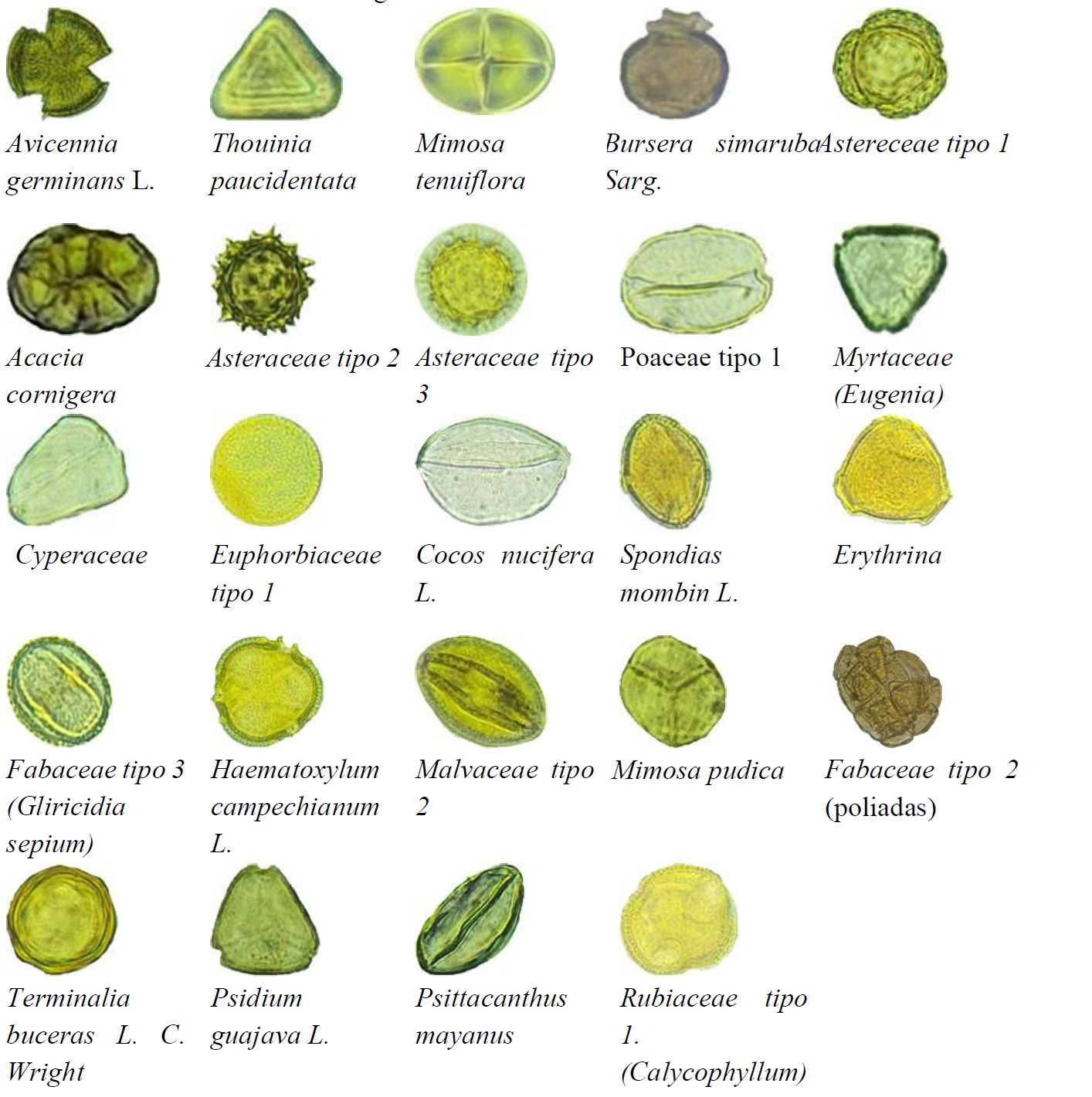 
					Tipos polínicos encontrados en las muestras de miel recolectadas en la zona de manglares del estado de Tabasco 
				