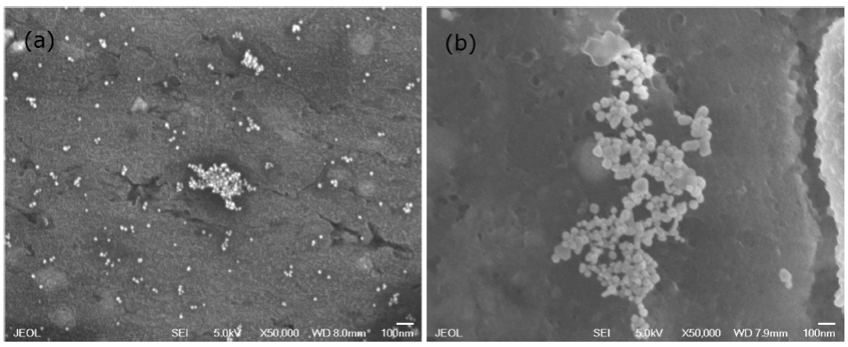 Preparation, optical characterization and stability of gold ...