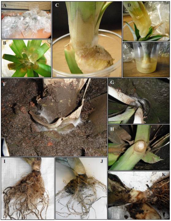 Etiología de la pudrición del cogollo de la piña (Ananas comosus. L ...