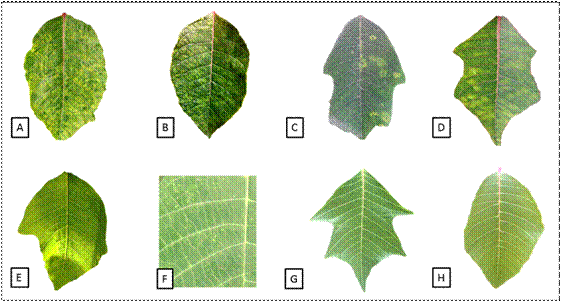 Búsqueda de fuentes de resistencia al Poinsettia mosaic virus en plantas  silvestres de nochebuena