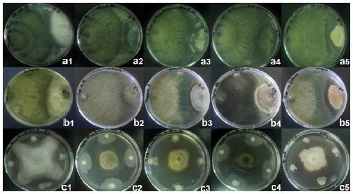 Identification and antagonistic activity in vitro of Bacillus spp. and ...